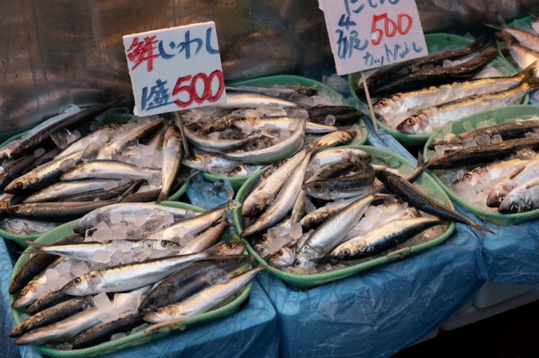 memulai bisnis ikan laut