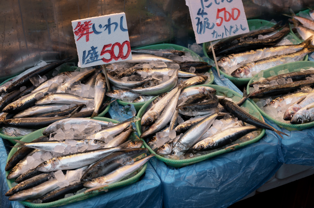 memulai bisnis ikan laut