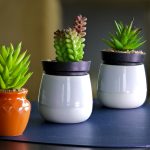 tanaman kecil untuk hiasan