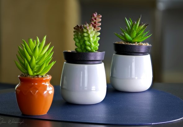 tanaman kecil untuk hiasan