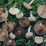 tips memetik jamur