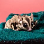 sugar glider