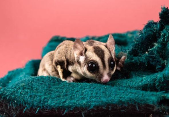 sugar glider