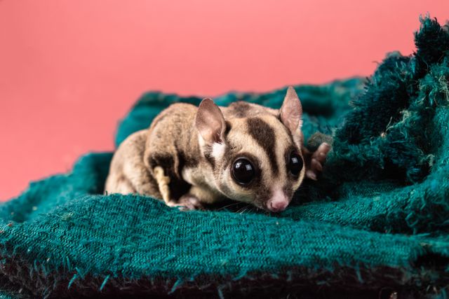 sugar glider