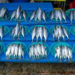 jenis ikan konsumsi