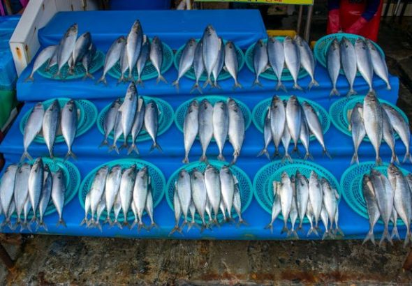 jenis ikan konsumsi